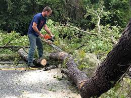  , USA Tree Removal Services Pros